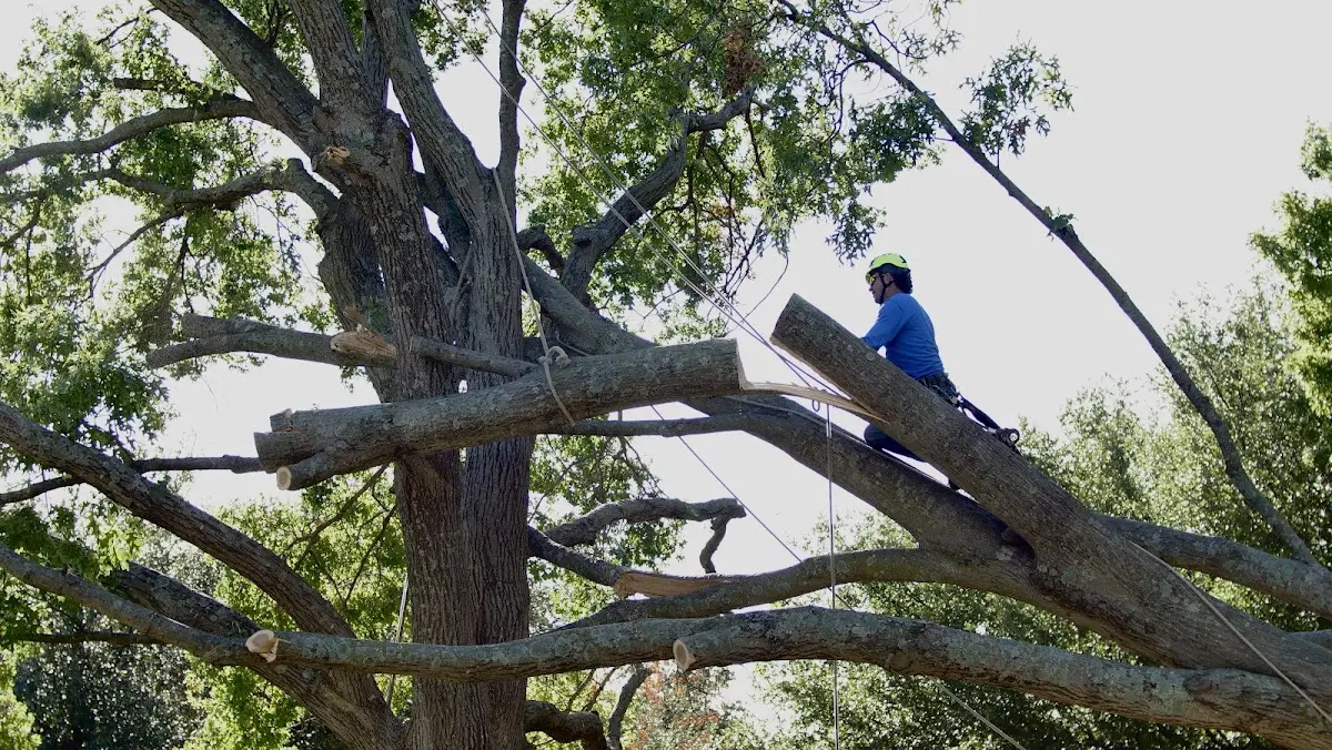 Professional Crown Thinning performed by certified arborists in Plainfield