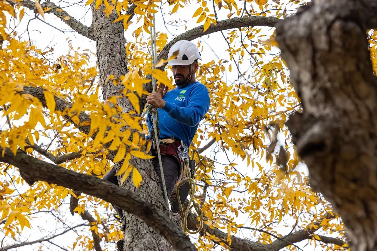 Skilled Tree Trimming crew working in Plainfield